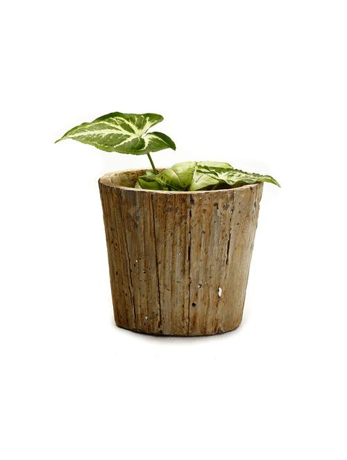 Conical Tree Bark Look Rough Finish Stone Pot - 10958430 - Very Small Image - 1