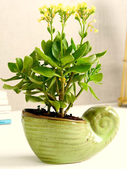 green ceramic snail planter - 1292814 - Very Small Image - 1