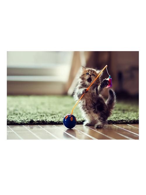 playing kitty poster - 10539835 - Very Small Image - 1